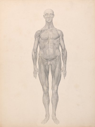 A Comparative Anatomical Exposition of the Structure of the Human Body with That of a Tiger and a Cow by George Stubbs